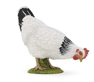 Obrazek Kura biała dziobiąca